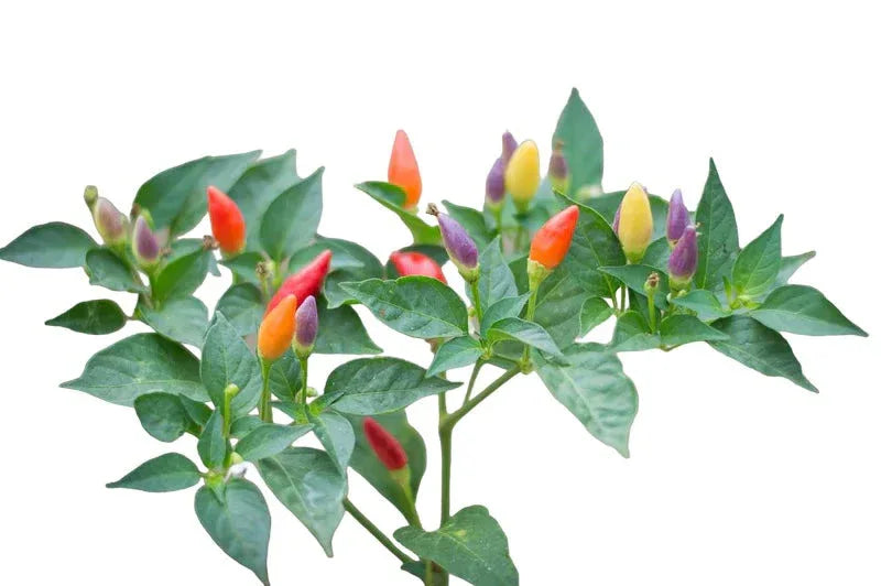 Seeds - Chile NuMex Twilight Rainbow - Chile Mojo