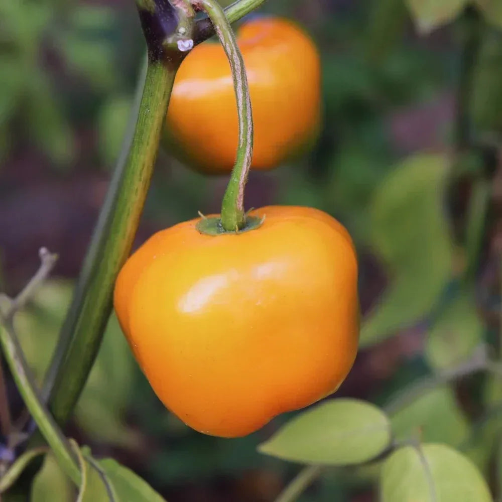 Seeds - Chile Rocoto Manzano Orange - Chile Mojo