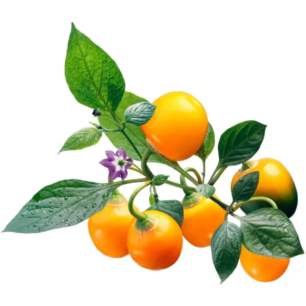 Seeds - Chile Rocoto Manzano Orange - Chile Mojo