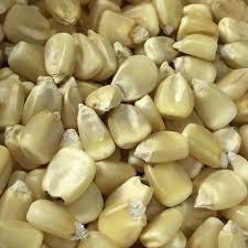 Seeds - Corn Maize White Silvermine - Chile Mojo