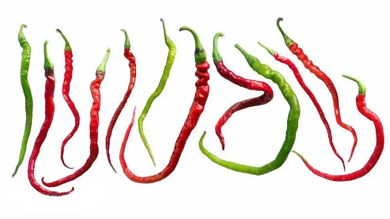 Seeds - Chile Bangalore Whippet - Chile Mojo