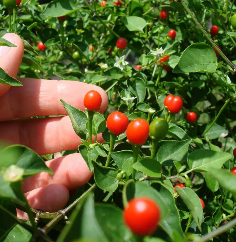 Seeds - Chile Tepin Chiltepin - Chile Mojo