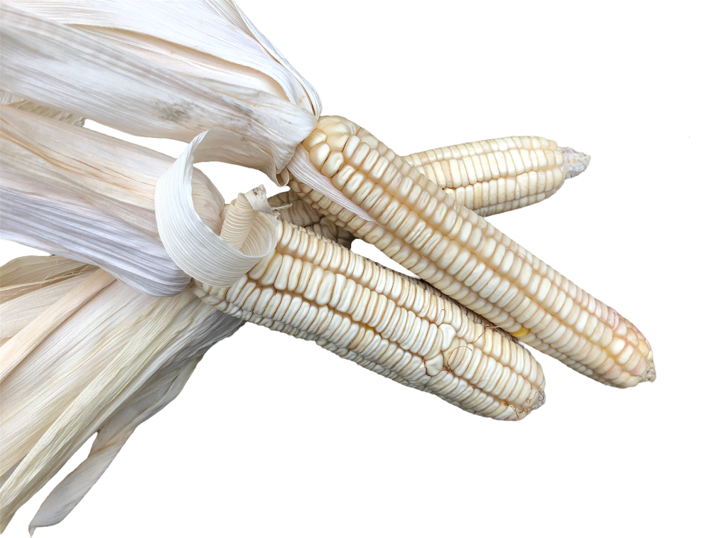 Seeds - Corn - White Hickory Dent Maize