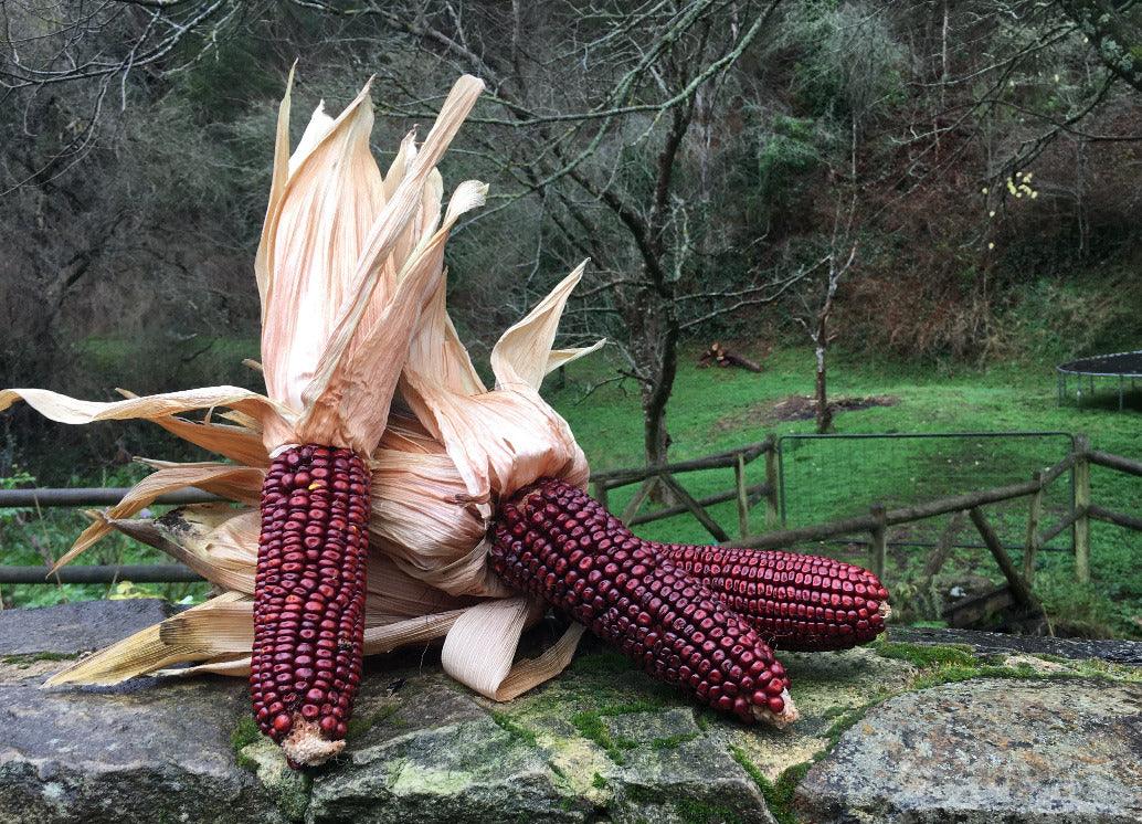 Seeds - Maize Corn Red Aztec - Chile Mojo