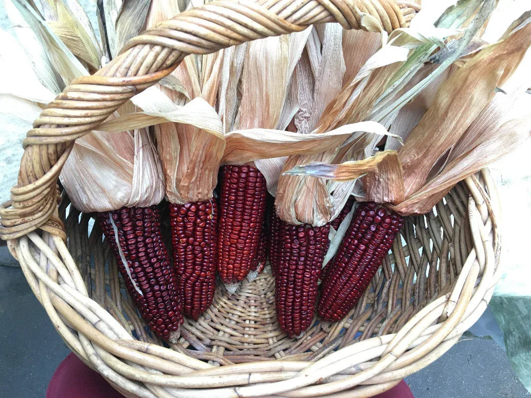 Seeds - Maize Corn Red Aztec - Chile Mojo
