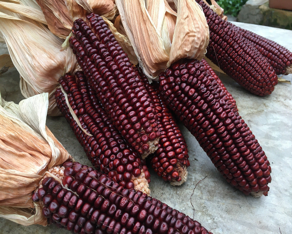 Seeds - Maize Corn Red Aztec