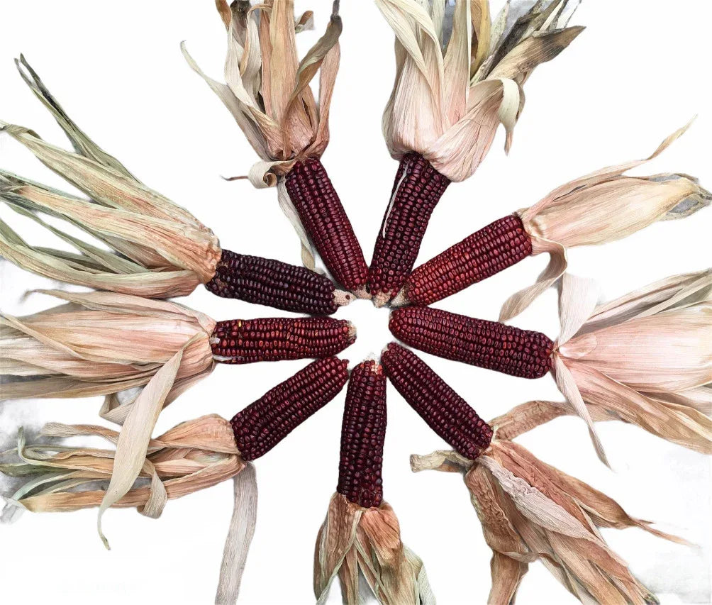 Seeds - Maize Corn Red Aztec - Chile Mojo