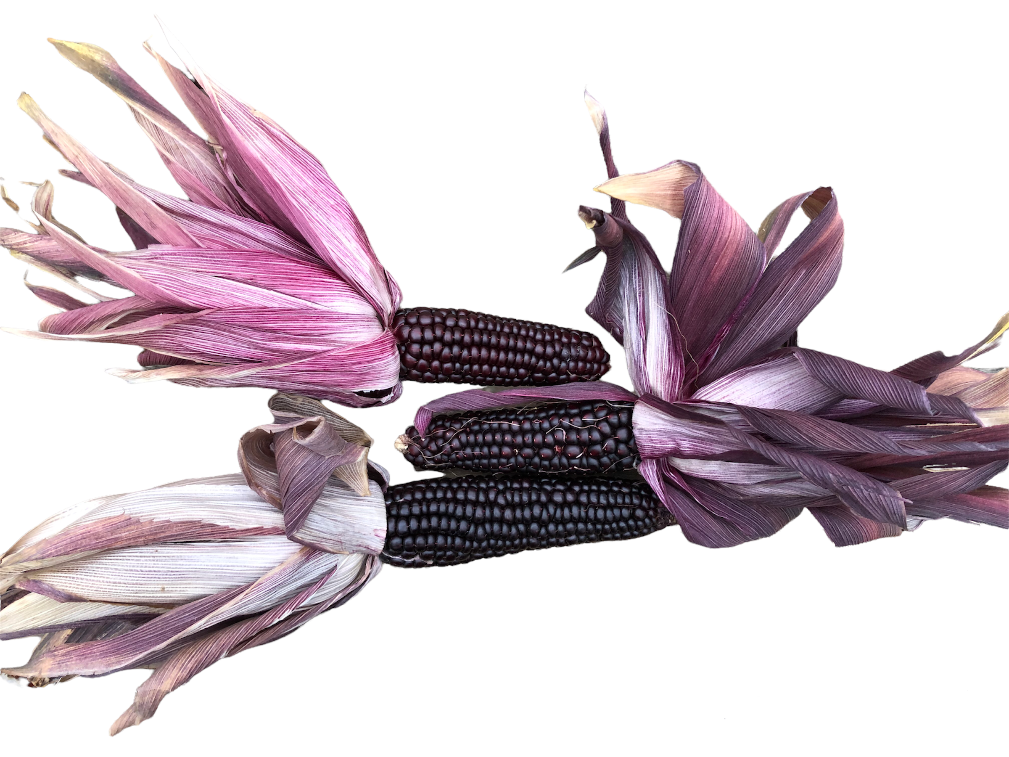 Seeds - Corn Striped Japonica