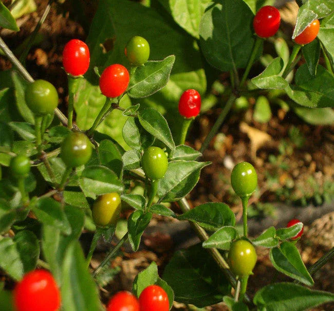 Seeds - Chile Tepin Chiltepin - Chile Mojo