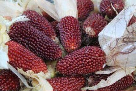 Seeds - Strawberry Popcorn - Chile Mojo
