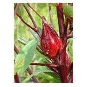 Seeds - Flor de Jamaica (Rosella)