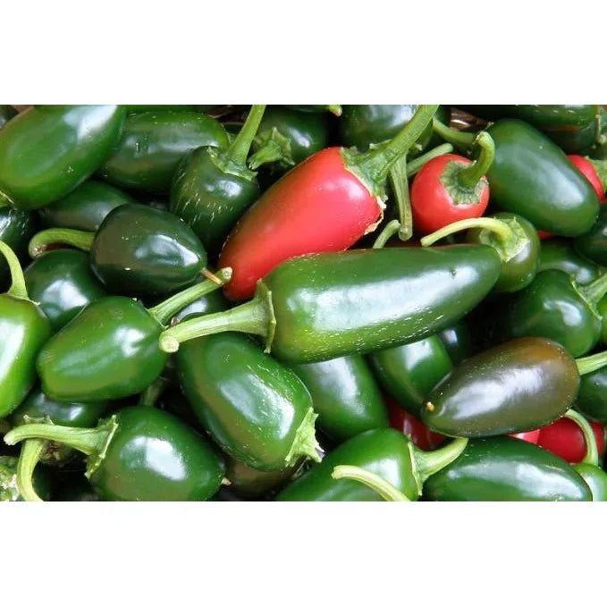 Seeds - Chile Jalapeno - Chile Mojo