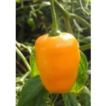 Seeds - Chile Rocoto Manzano Orange - Chile Mojo