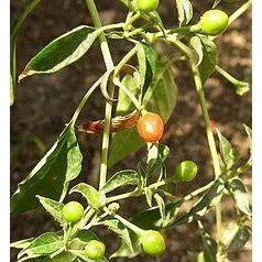 Seeds - Chile Tepin Chiltepin - Chile Mojo
