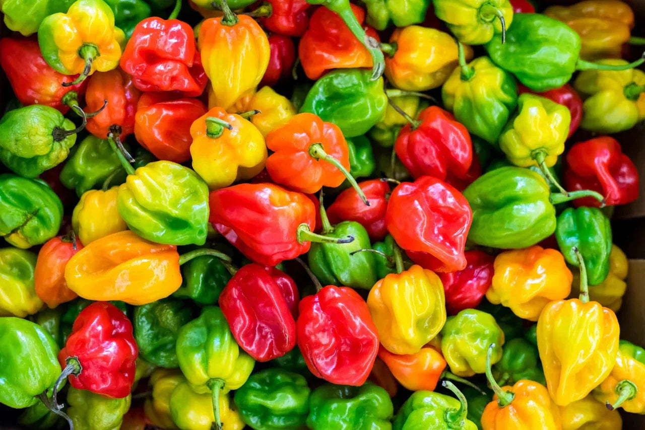 Habanero Pepper - Chile Mojo