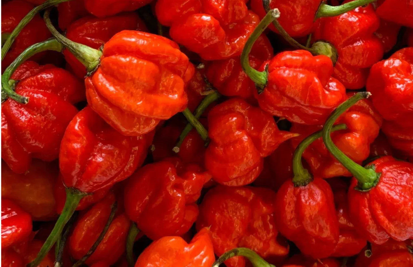 Scorpion - Chile Mojo