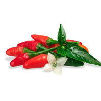 Seeds - Chile Pequin - Chile Mojo