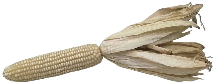 Seeds - Corn Maize White Silvermine