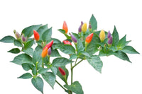 Seeds - Chile NuMex Twilight Rainbow - Chile Mojo