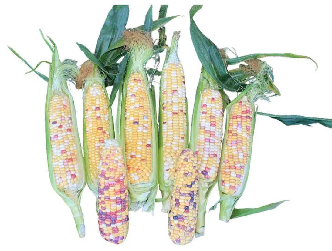 Seeds - Sweetcorn Anasazi - Chile Mojo