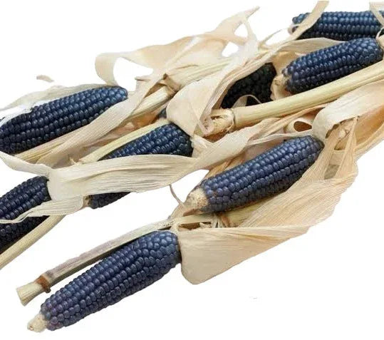 Seeds - Corn Hopi Blue - Chile Mojo