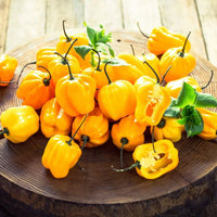 Seeds - Chile Habanero Yellow - Chile Mojo