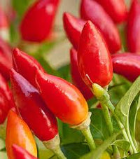 Seeds - Chile Pequin - Chile Mojo