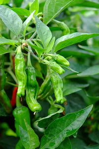 Seeds - chile Shishito - Chile Mojo