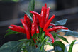 Seeds - Chile Thai Hot
