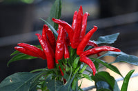 Seeds - Chile Thai Hot