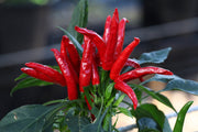 Seeds - Chile Thai Hot
