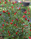 Seeds - Chile Birds Eye Zimbabwe - Chile Mojo