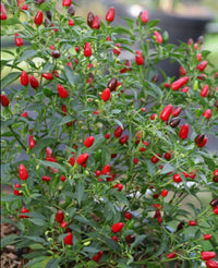 Seeds - Chile Birds Eye Zimbabwe - Chile Mojo