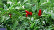 Seeds - chile Thai Birds Eye - Chile Mojo
