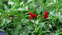 Seeds - chile Thai Birds Eye - Chile Mojo