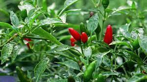 Seeds - chile Thai Birds Eye - Chile Mojo