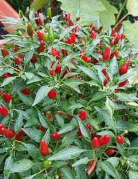 Seeds - chile Thai Birds Eye - Chile Mojo