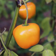 Seeds - Chile Rocoto Manzano Orange - Chile Mojo