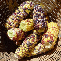 Seeds - Sweetcorn Anasazi - Chile Mojo