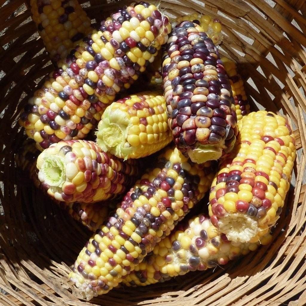 Seeds - Sweetcorn Anasazi - Chile Mojo