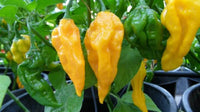 Seeds - Chile Fatalii - Chile Mojo