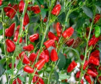 Seeds - Chile Fresno - Chile Mojo