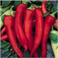 Seeds - Chile New Mexico NuMex Joe E Parker - Chile Mojo