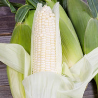 Seeds - Corn Maize White Silvermine - Chile Mojo