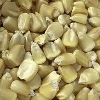 Seeds - Corn Maize White Silvermine - Chile Mojo