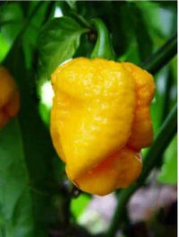 Seeds - Chile Yellow 7 Pot - Chile Mojo