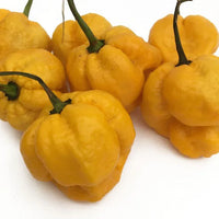 Seeds - Chile Yellow 7 Pot - Chile Mojo