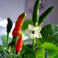 Seeds - Chile Birds Eye Zimbabwe - Chile Mojo