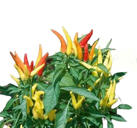 Seeds - Chile Fire and Ice - Chile Mojo