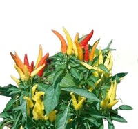 Seeds - Chile Fire and Ice - Chile Mojo